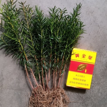 纯东北红豆杉籽播苗