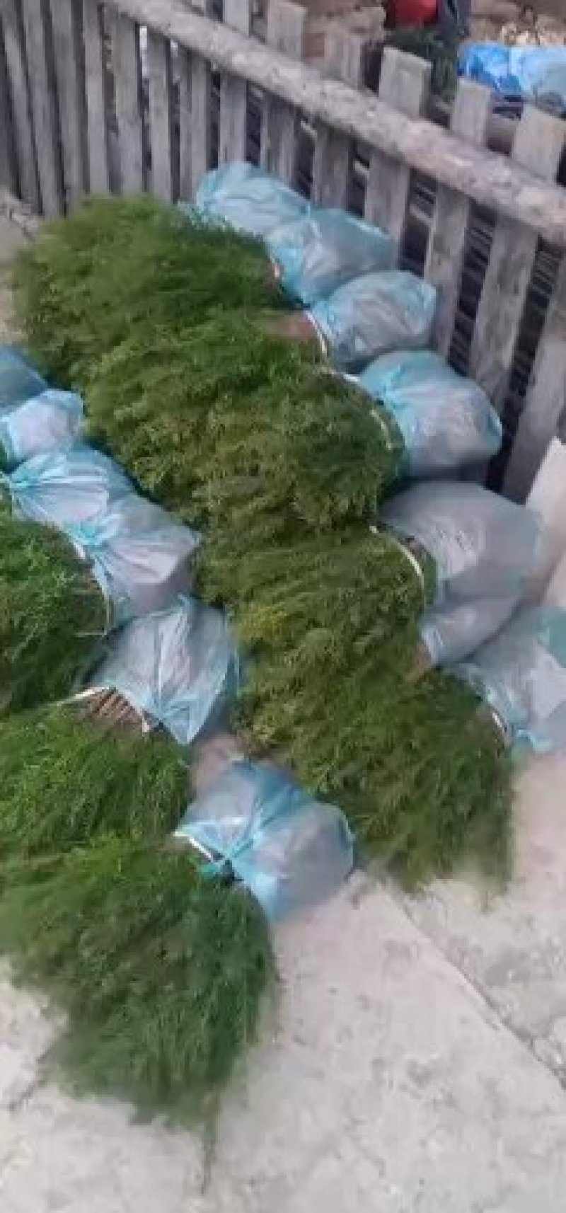 纯东北红豆杉籽播苗