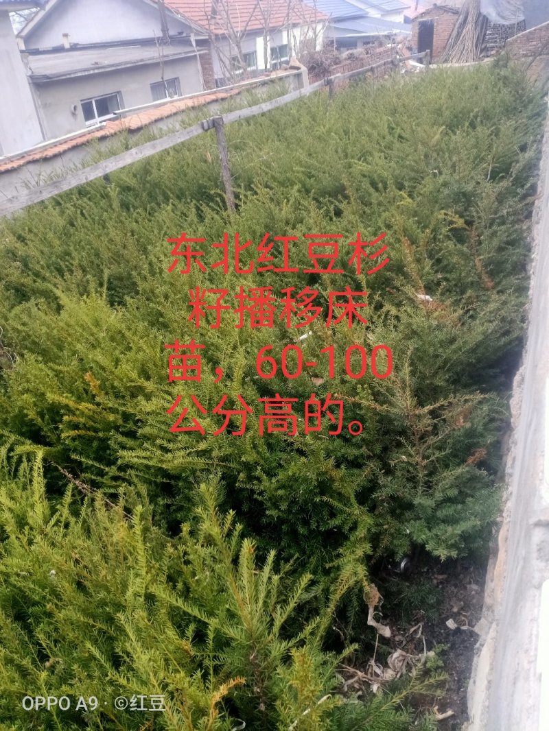 纯东北红豆杉籽播苗