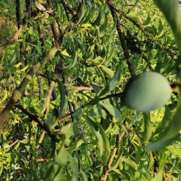 奈李端午节可以上市了。