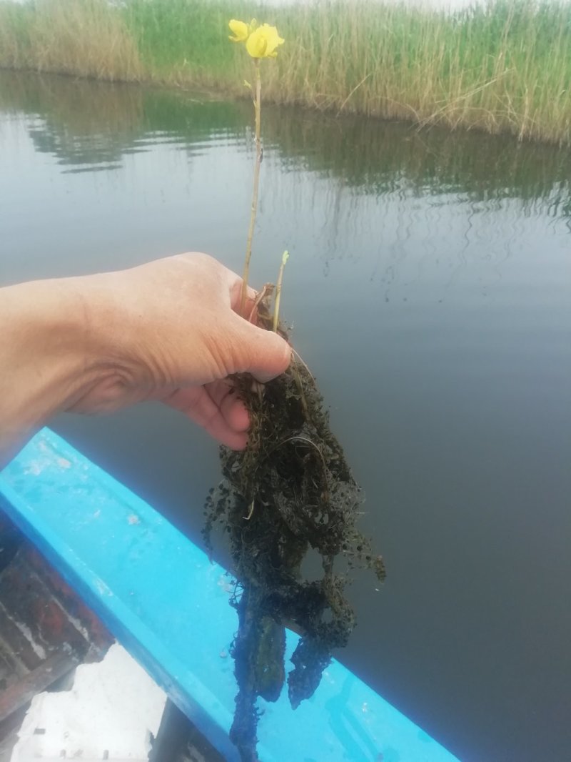 水生植物（各种沉水植物）