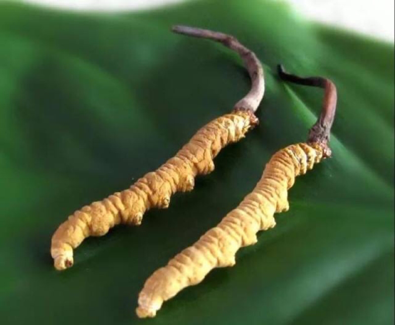冬虫夏草虫草一克3根一手货源