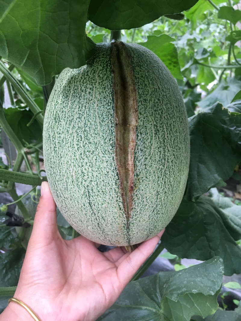 西州蜜瓜基地直供（可供电商供超市）