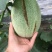 西州蜜瓜基地直供（可供电商供超市）