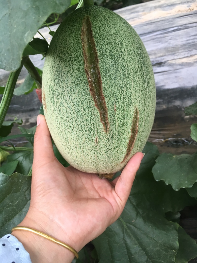 西州蜜瓜基地直供（可供电商供超市）