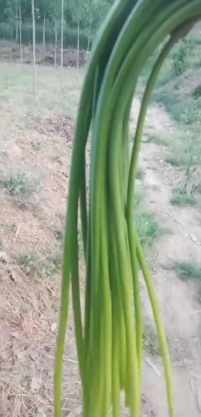河北邯郸大名蒜薹