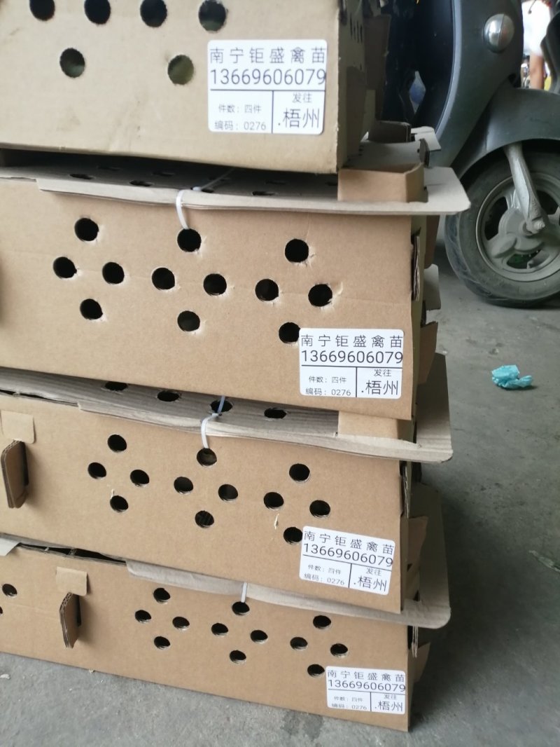 青脚麻鸡苗35~45克出壳苗通货