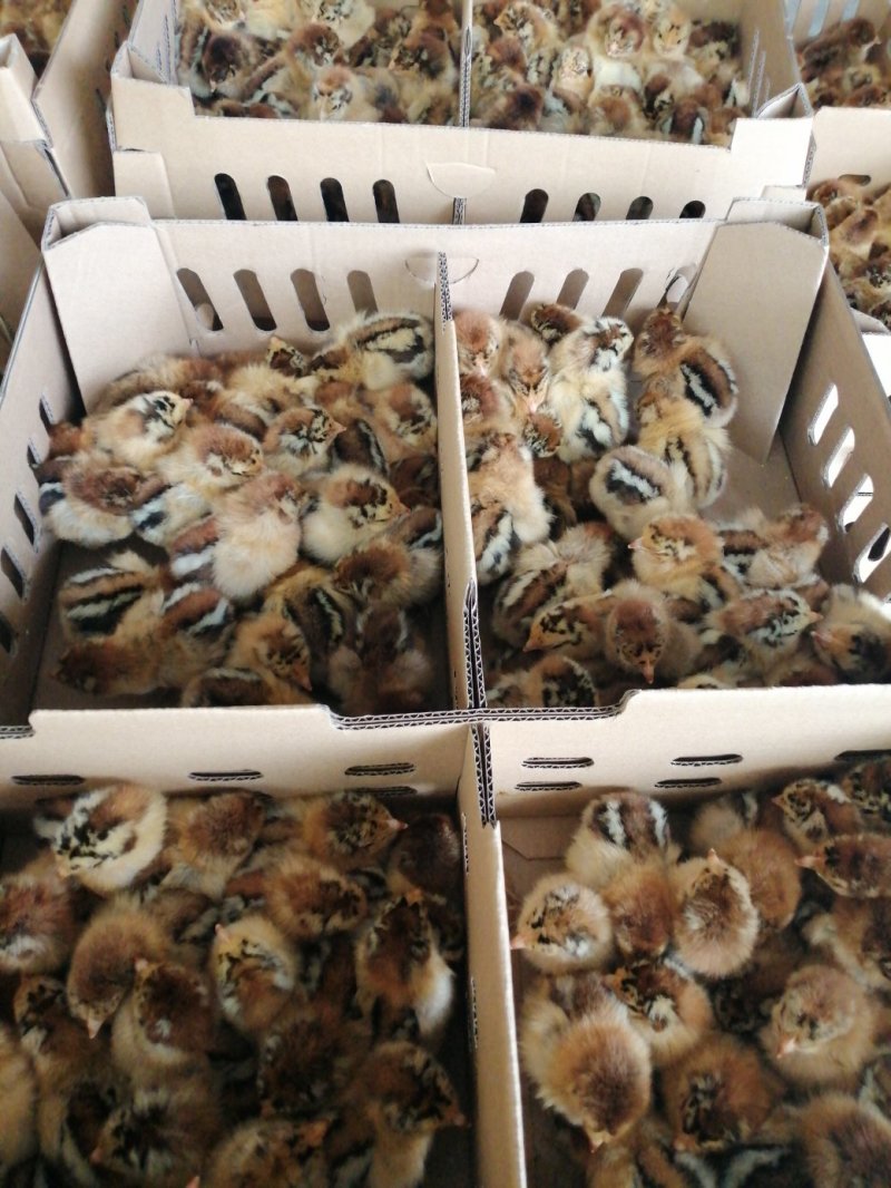青脚麻鸡苗35~45克出壳苗通货
