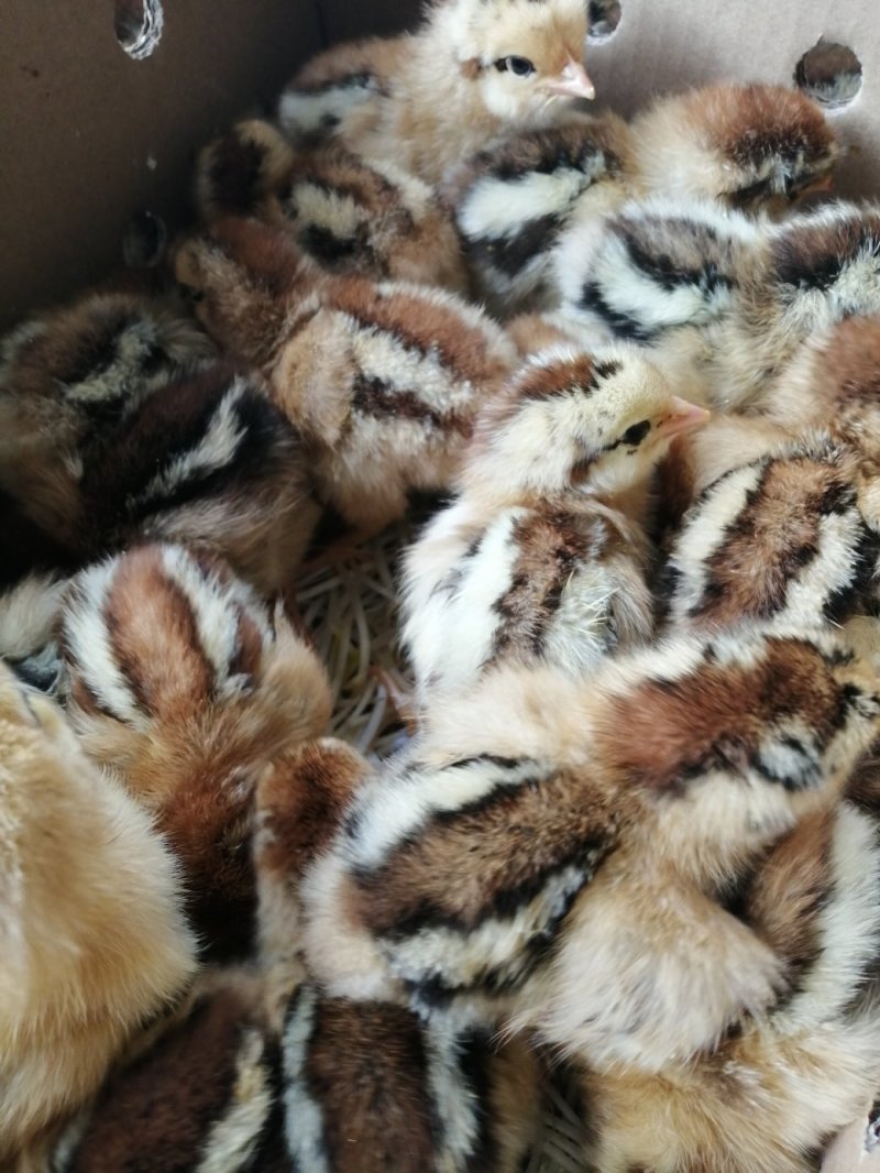 良凤花鸡苗，快大型良凤花鸡苗，长势快。