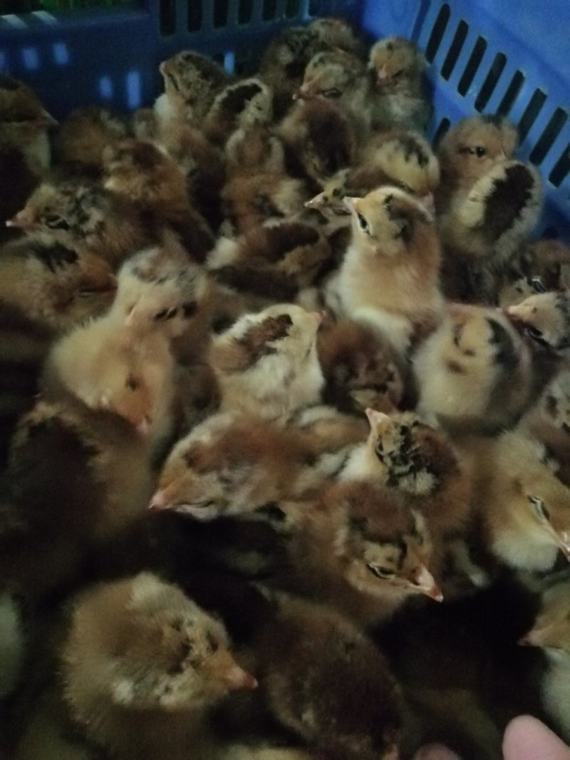 良凤花鸡苗，快大型良凤花鸡苗，长势快。