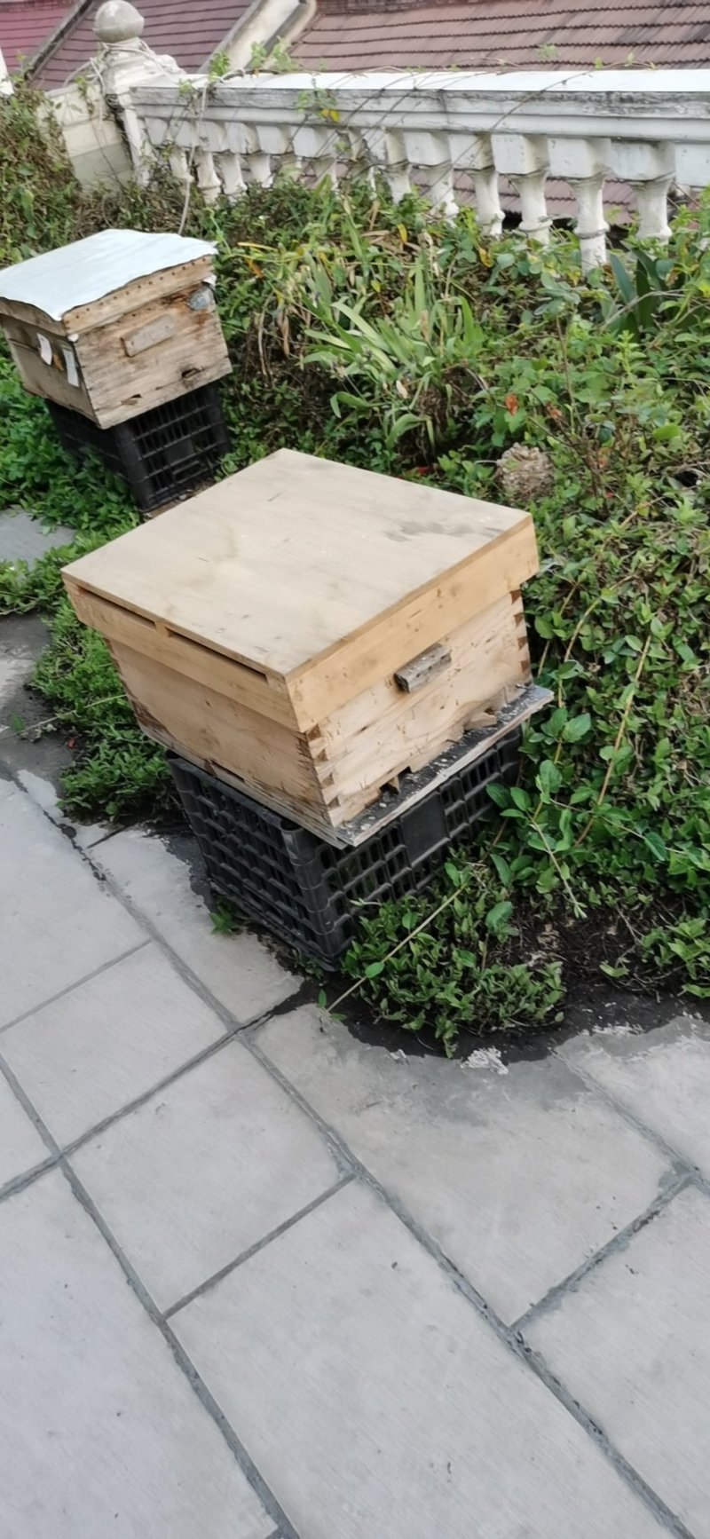 中华蜂群