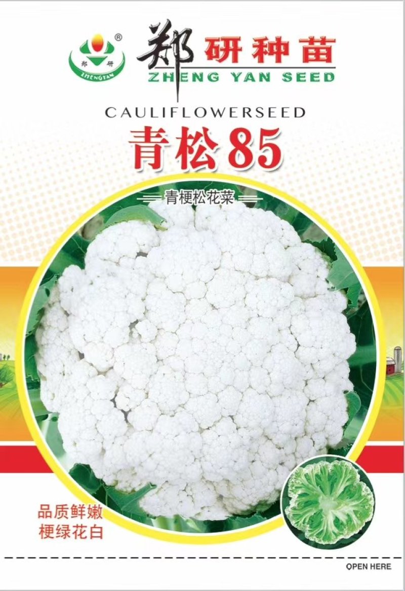 【免盖松花】台湾青梗白花小米粒花球松大花菜厂家直销