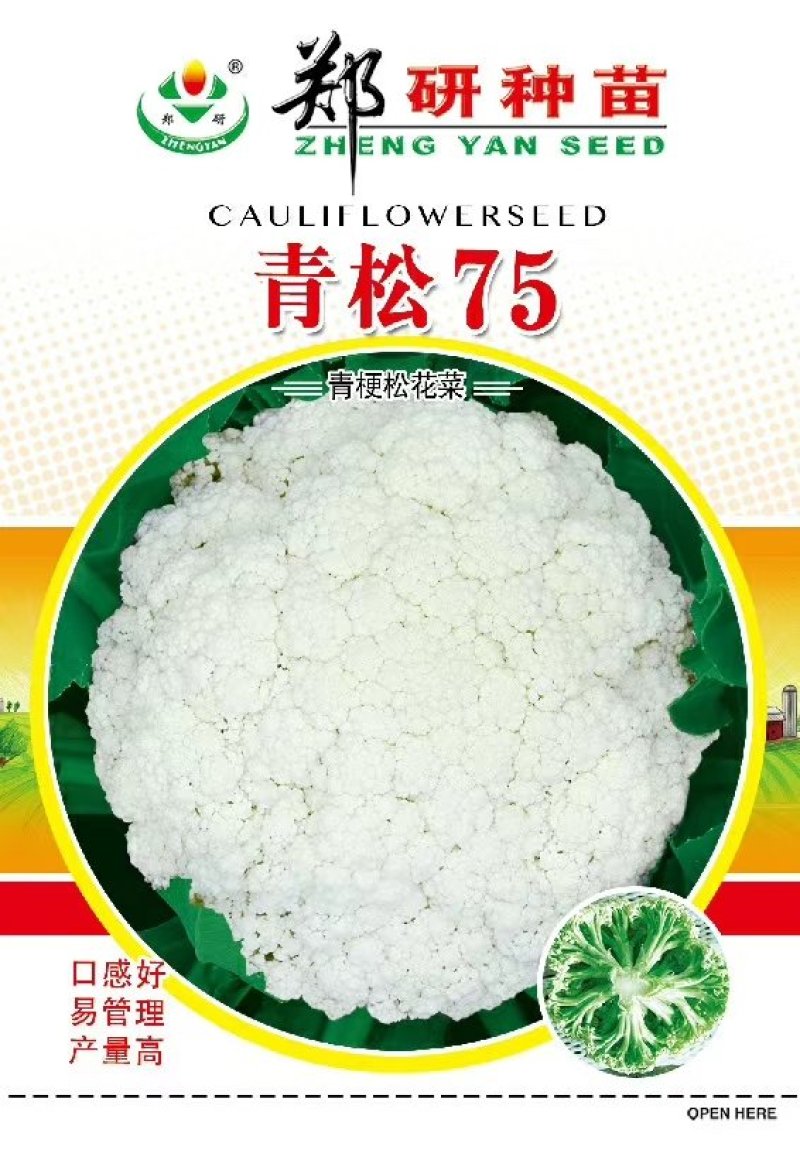 【免盖松花】台湾青梗白花小米粒花球松大花菜厂家直销