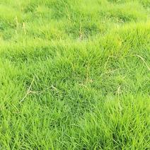 绿化台湾草五万平方米出售，有需要的我