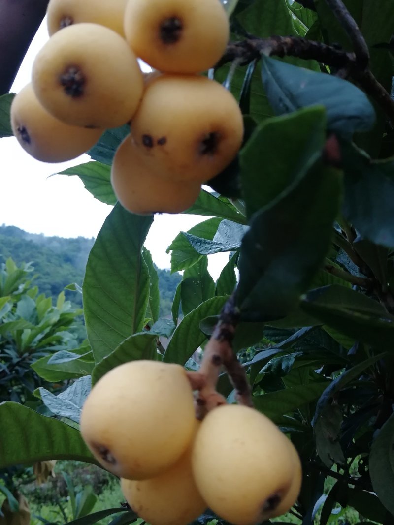 果兰居白荔枝枇杷，品牌枇杷