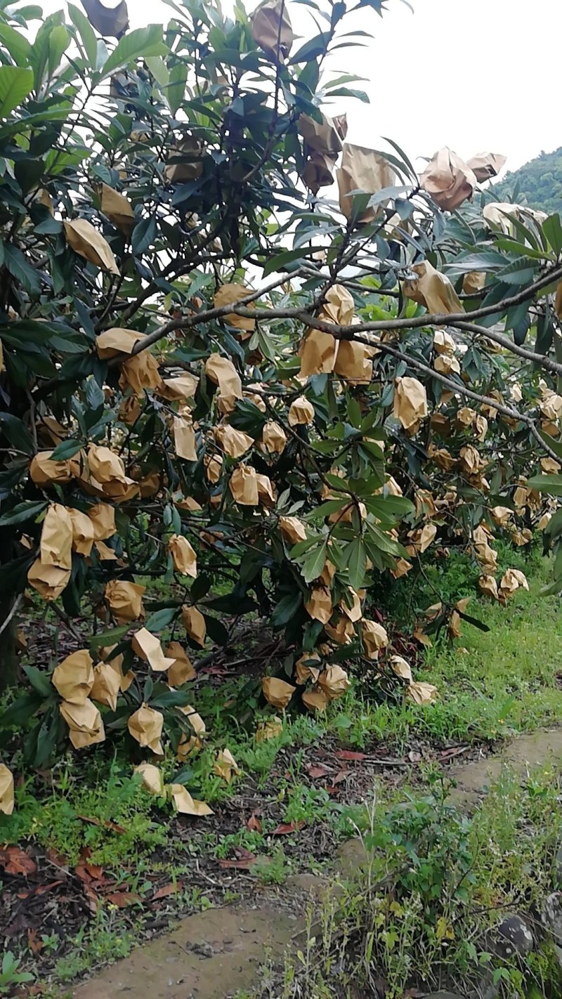 果兰居白荔枝枇杷，品牌枇杷