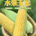 大量供应甜玉米可打冰设施齐全您的需求就是我们的要求！