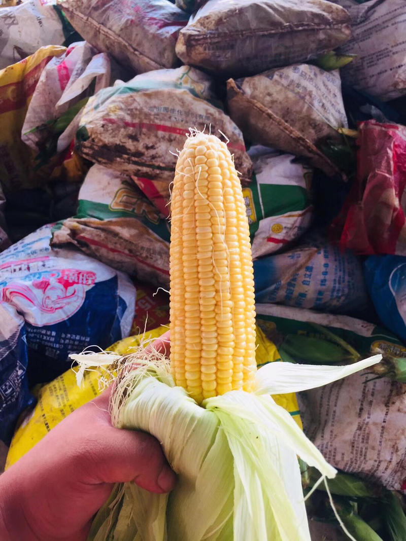 大量供应甜玉米可打冰设施齐全您的需求就是我们的要求！