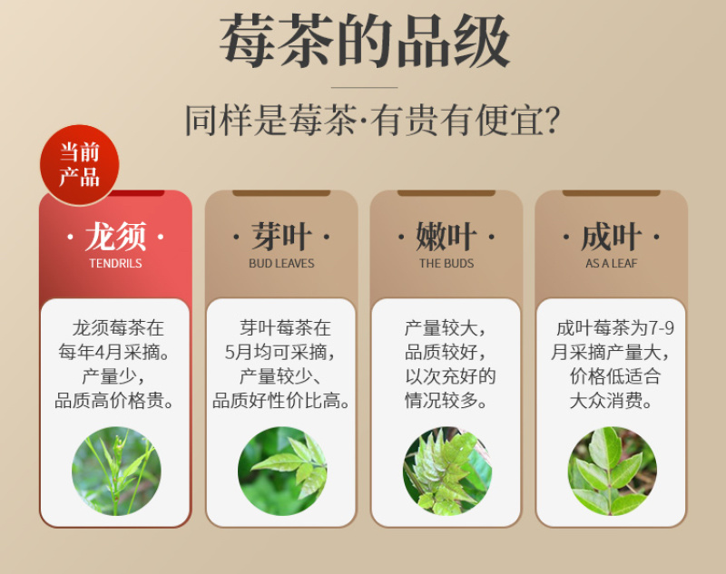 高山莓茶清明茶礼品装-湘西特产