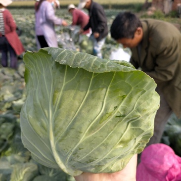 精品甘蓝，产地直供，货源充足，看货谈价，个头均匀，保证质