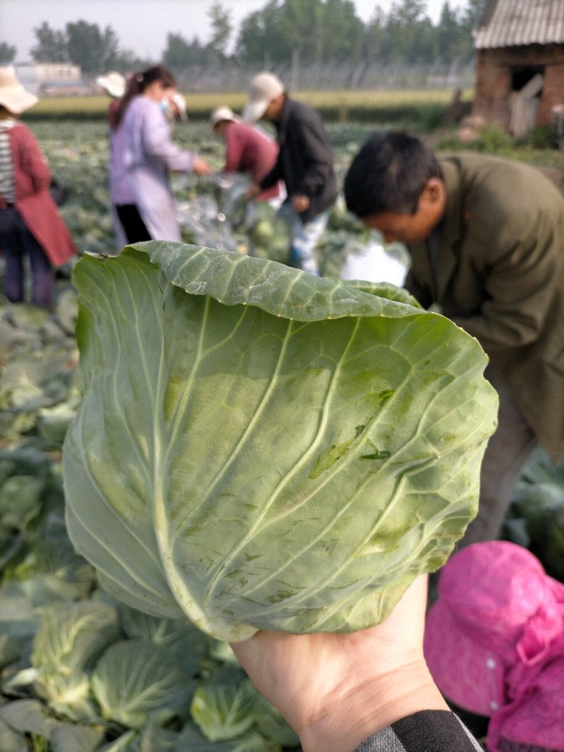 精品甘蓝，产地直供，货源充足，看货谈价，个头均匀，保证质