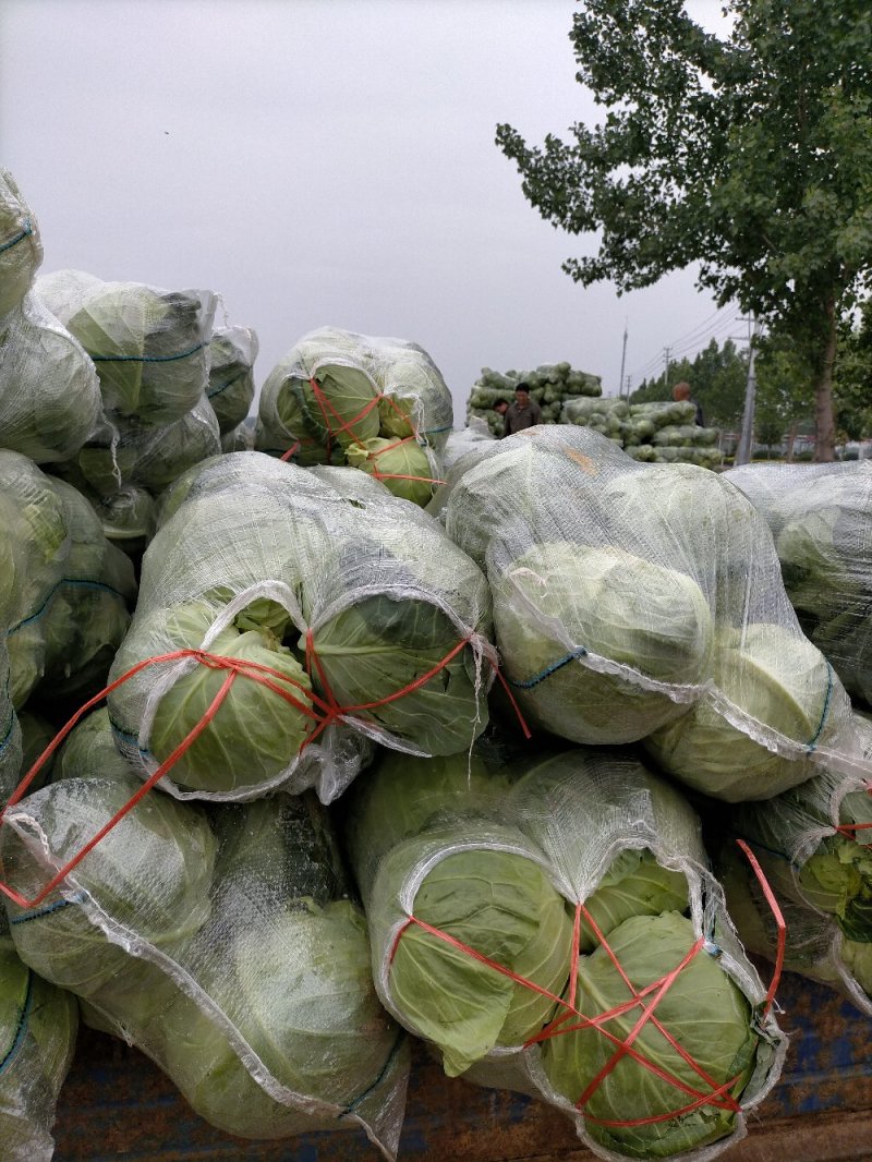 精品甘蓝，产地直供，货源充足，看货谈价，个头均匀，保证质