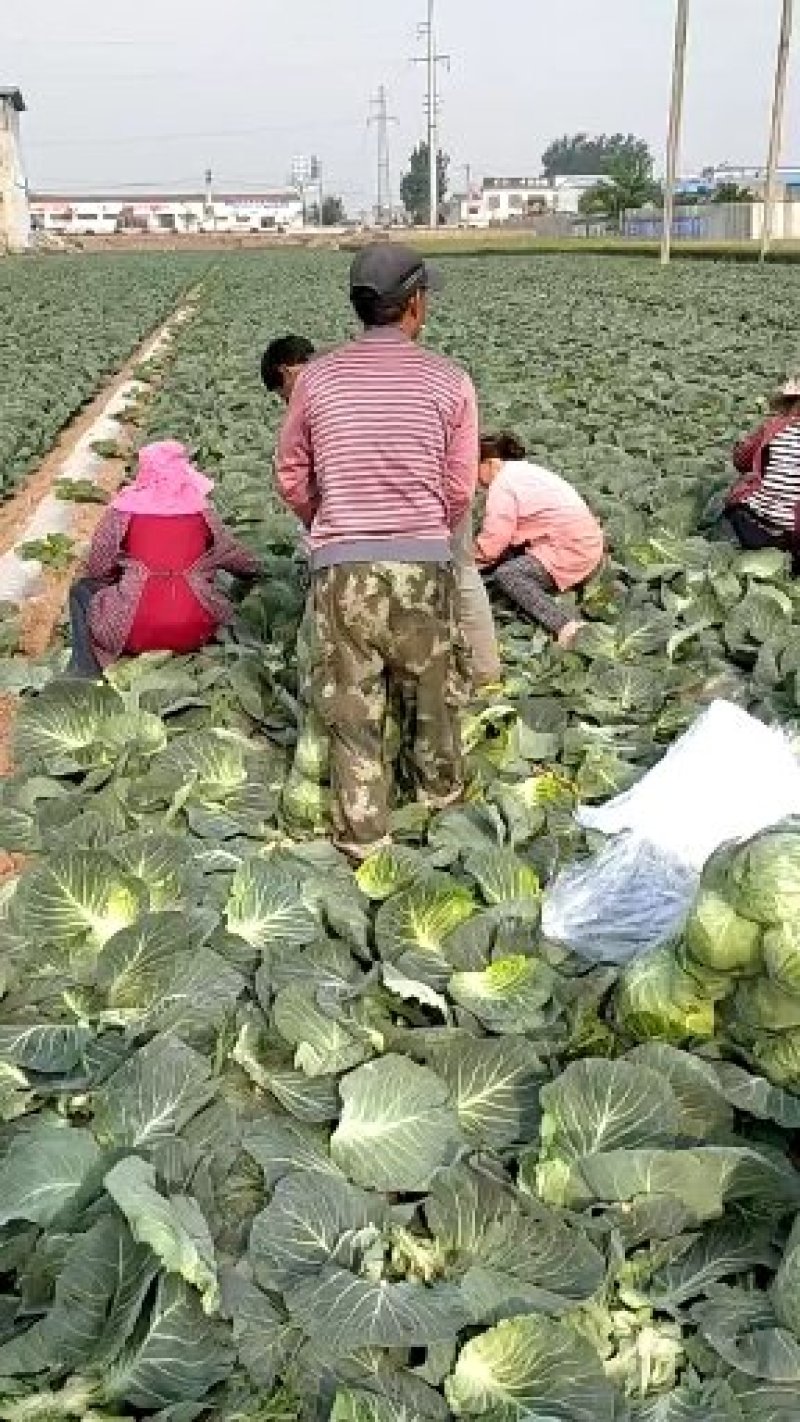 精品甘蓝，产地直供，货源充足，看货谈价，个头均匀，保证质