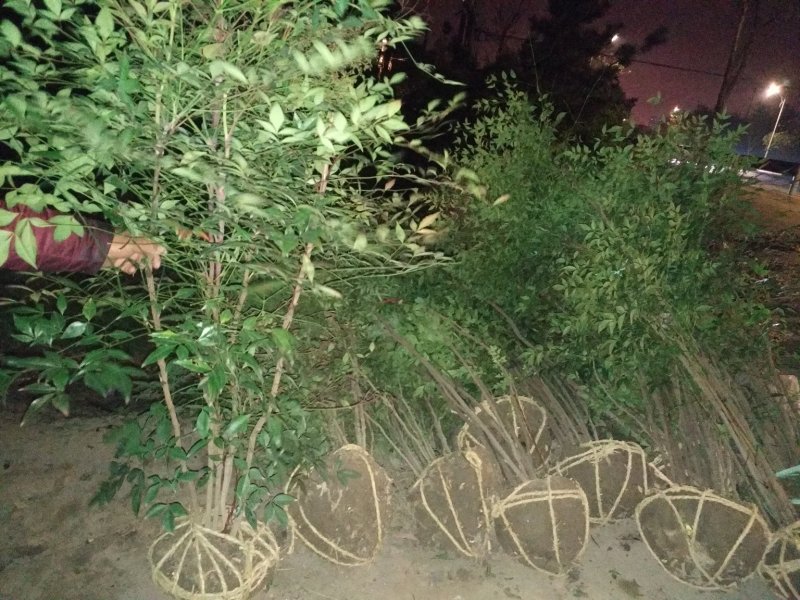 南天竹；自家种植、产地直销，价格合理，质量有保证……