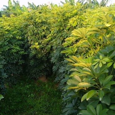 鸭脚木八方来财招财树工程货