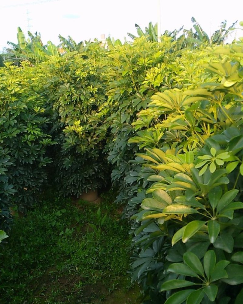 鸭脚木八方来财招财树工程货