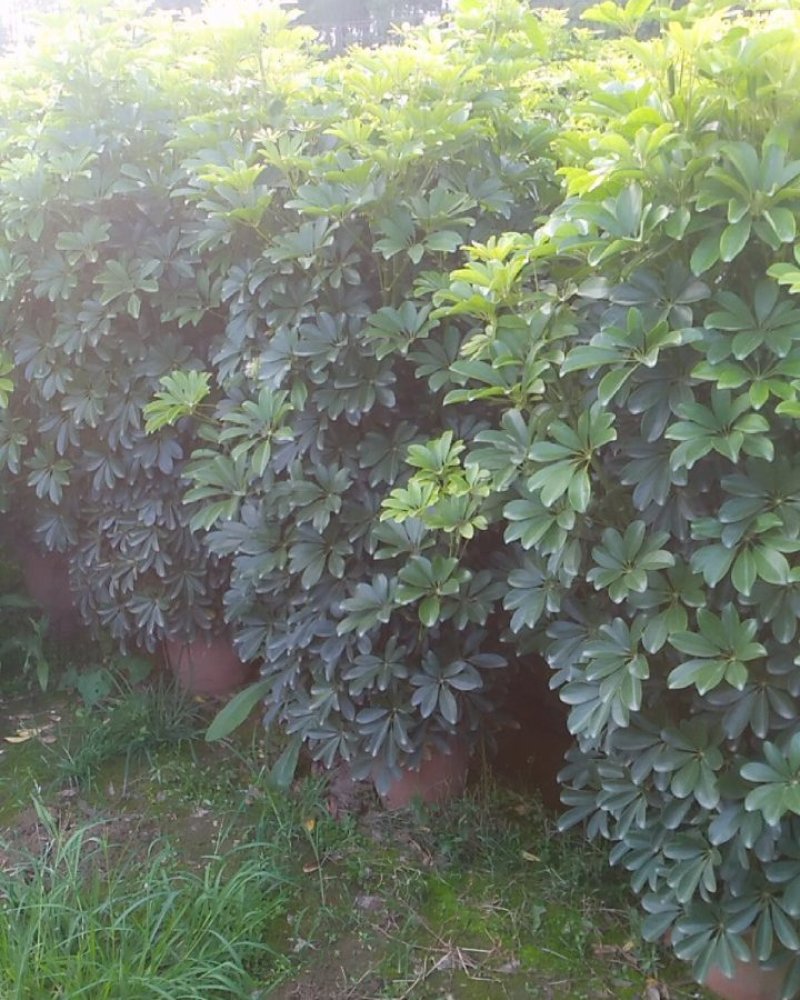 鸭脚木八方来财招财树工程货