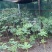 品质重楼***保证随时有货随时聊