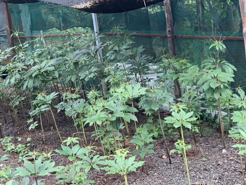 品质重楼***保证随时有货随时聊