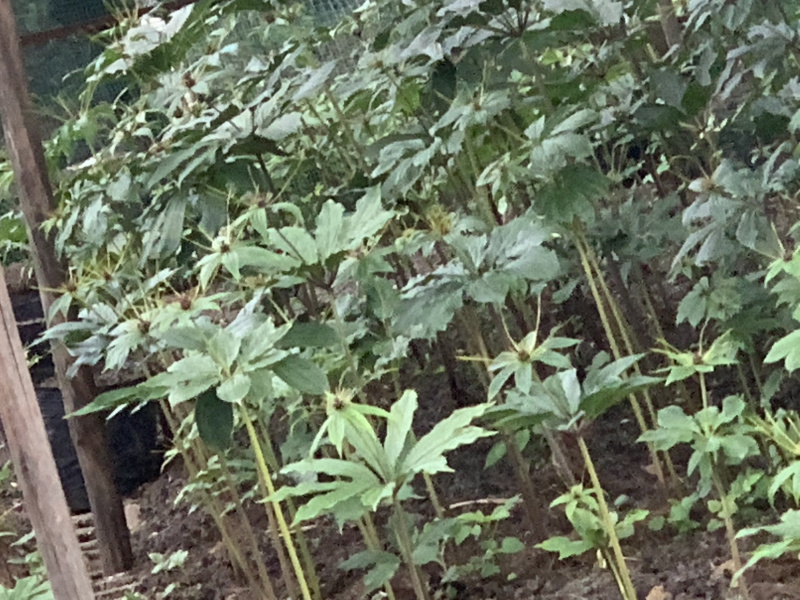 品质重楼***保证随时有货随时聊