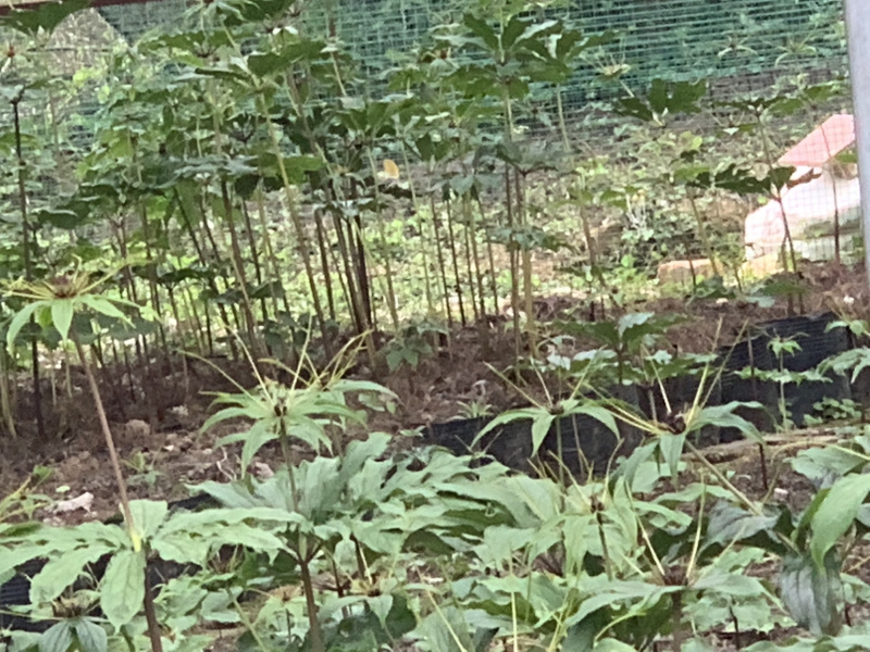 品质重楼***保证随时有货随时聊
