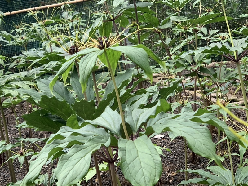 品质重楼***保证随时有货随时聊