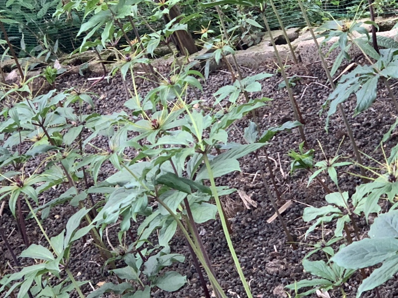 品质重楼***保证随时有货随时聊