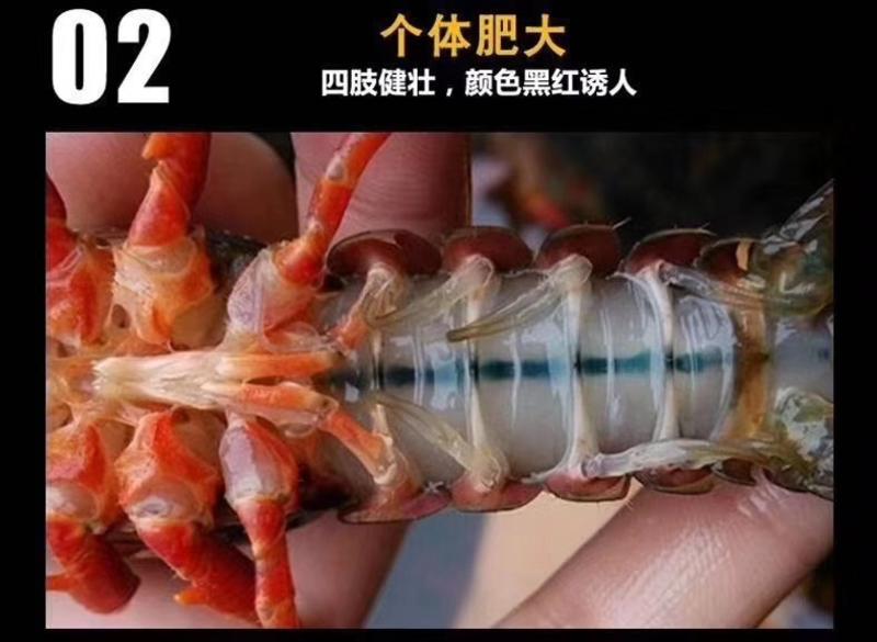 鲜活小龙虾清水特大中青中红青壳虾红壳虾新鲜水产批发