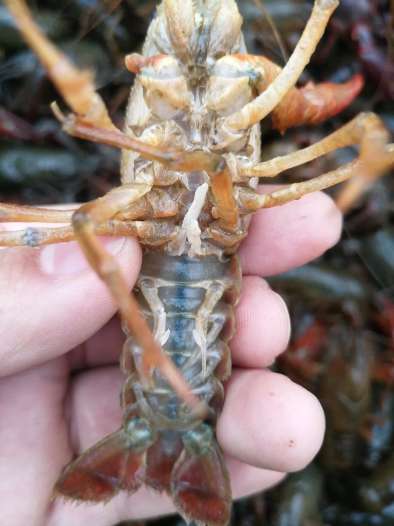 鲜活小龙虾清水特大中青中红青壳虾红壳虾新鲜水产批发