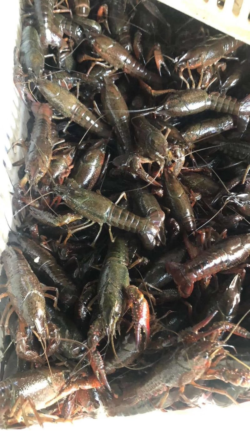 清水小龙虾鲜活养殖龙虾淡水水产活虾麻辣香辣小龙虾