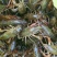 清水小龙虾鲜活养殖龙虾淡水水产活虾麻辣香辣小龙虾