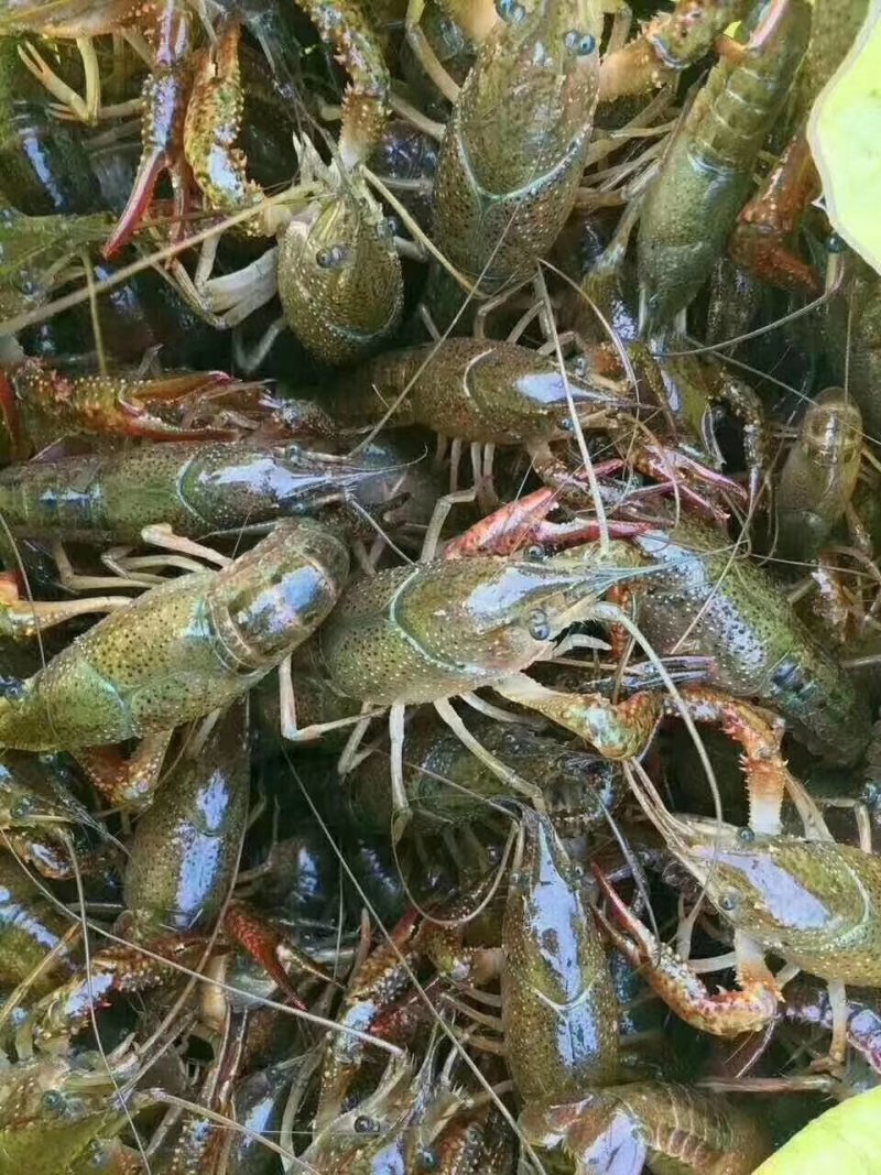 清水小龙虾鲜活养殖龙虾淡水水产活虾麻辣香辣小龙虾