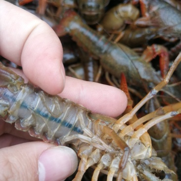 清水小龙虾鲜活养殖龙虾淡水水产活虾麻辣香辣小龙虾