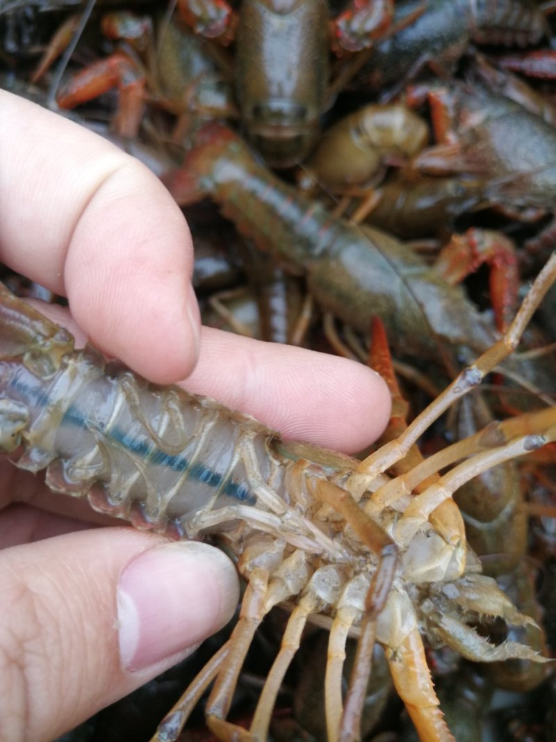 清水小龙虾鲜活养殖龙虾淡水水产活虾麻辣香辣小龙虾
