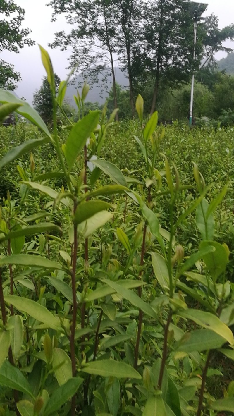 绿茶