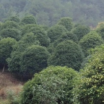 桂花树