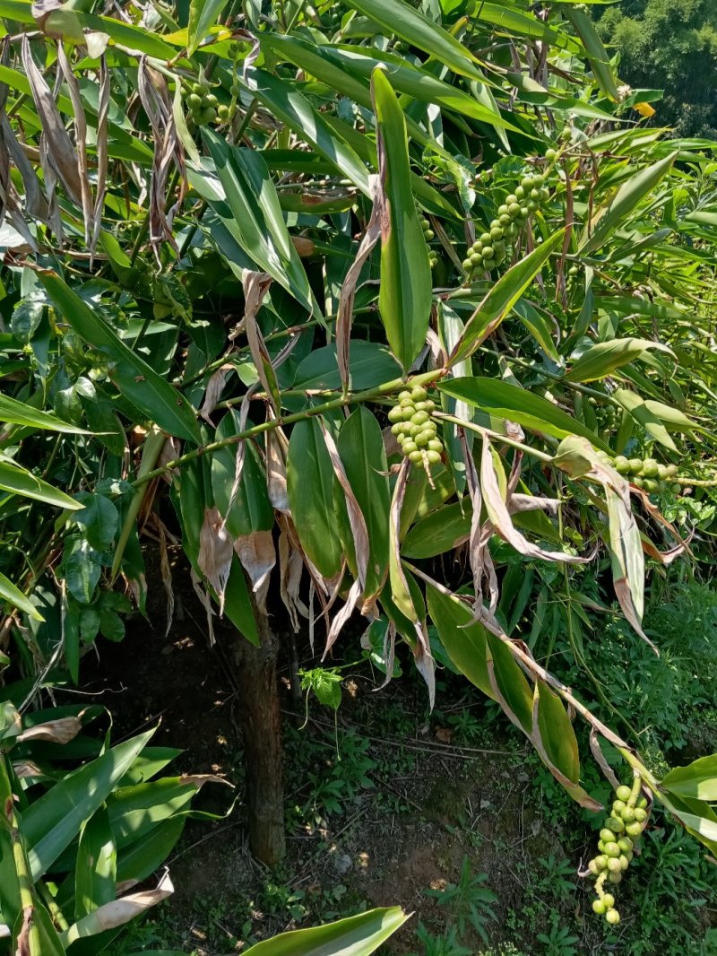 益智