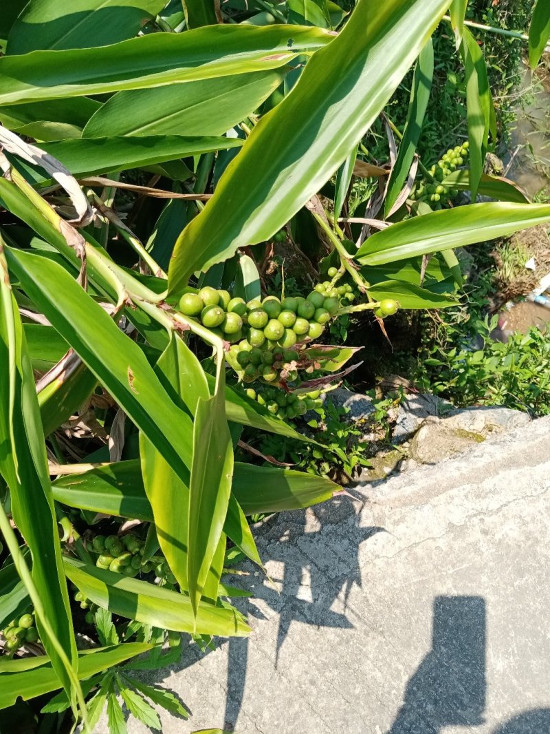 益智