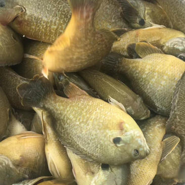 【鱼苗】杂交太阳鱼，金边太阳鱼，提供养殖技术