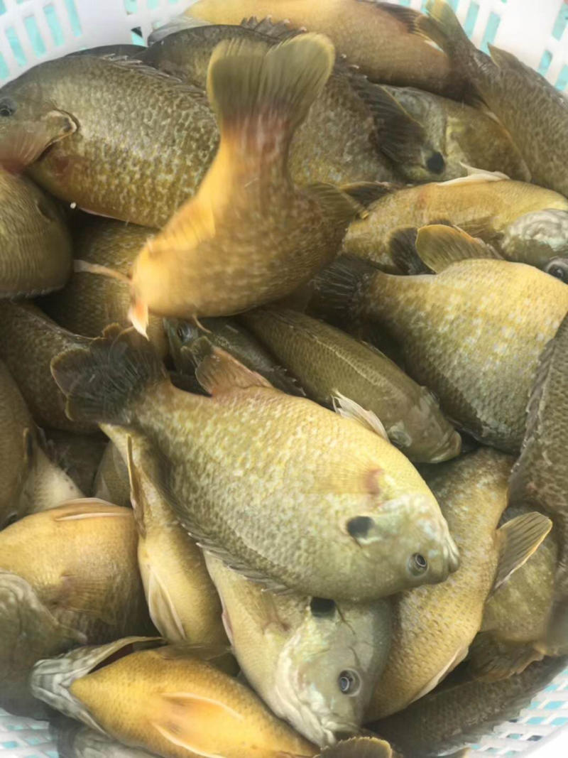【鱼苗】杂交太阳鱼，金边太阳鱼，提供养殖技术